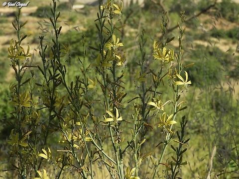 Asphodeline brevicaulis the tallest Asphodeline brevicaulis I've ever seen: usually the plant is about 60-70 cm tall - this time I met a group of flowers over 150 cm tall! Asphodeline brevicaulis,Geotagged,Israel,Spring