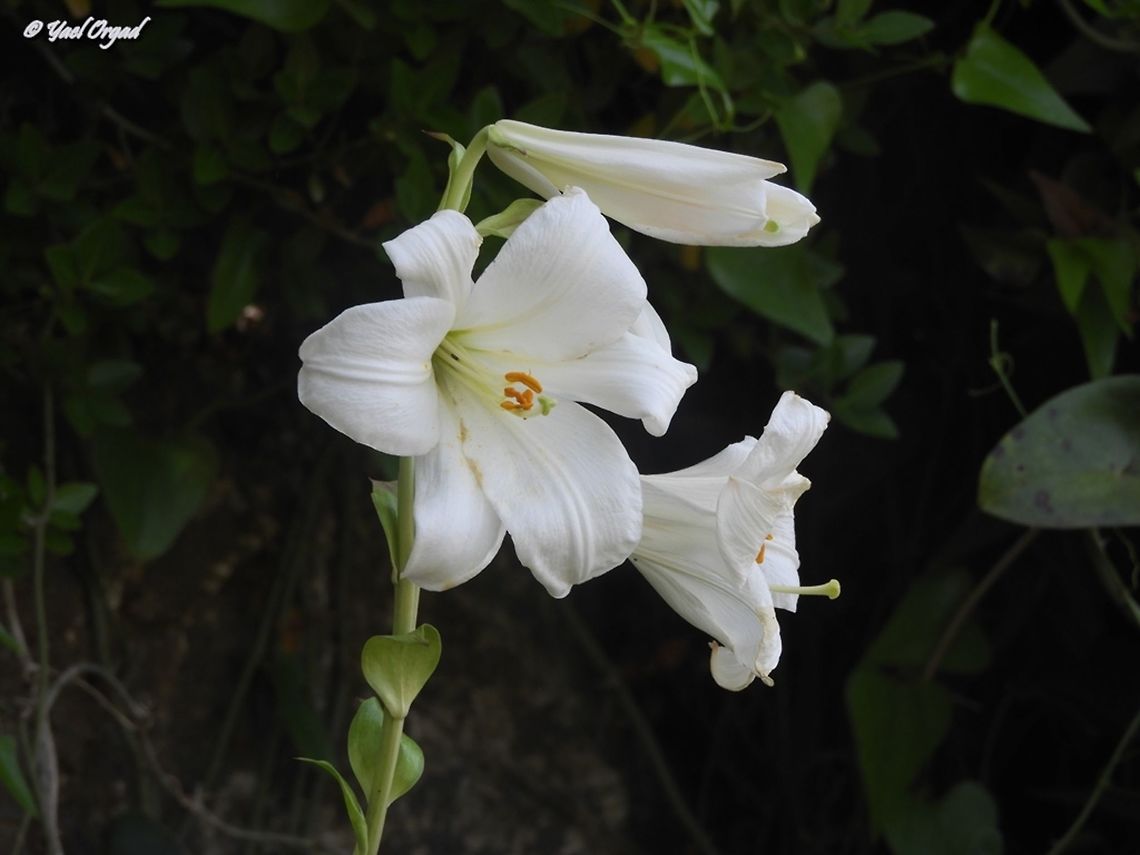 it's Lilium time in the Carmel! and they are so beautiful, majestic and with a wonderful smell!  Geotagged,Israel,Lilium candidum,Madonna Lily,Spring