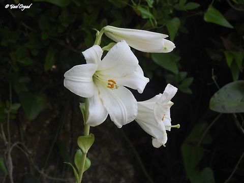 it's Lilium time in the Carmel! and they are so beautiful, majestic and with a wonderful smell!  Geotagged,Israel,Lilium candidum,Madonna Lily,Spring