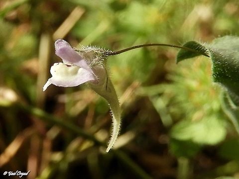 Kickxia cirrhosa a real tiny one, but so delicate! Geotagged,Israel,Kickxia cirrhosa,Spring