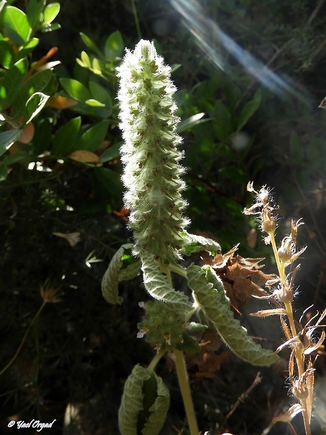 Teucrium lamiifolium  Geotagged,Israel,Spring,Teucrium lamiifolium