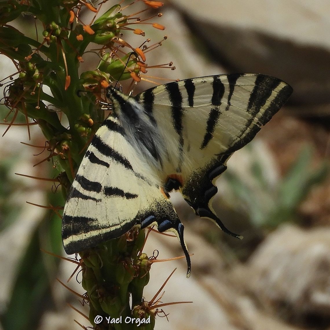 my first ever Iphiclides podalirius! today, on mount Hermon I saw my first ever Scarce Swallowtail. it was kind enough to go from flower to flower until I got many good photographs...  Iphiclides podalirius,Israel,Mount Hermon,Scarce Swallowtail