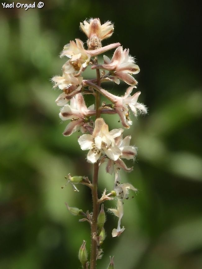 Delphinium ithaburense I really like Delphiniums Delphinium ithaburense,Geotagged,Israel,Mount Tabor Larkspur,Spring