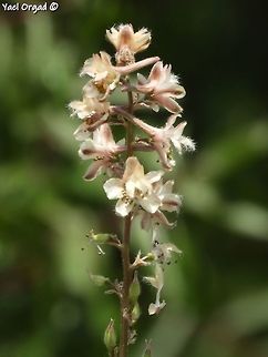 Delphinium ithaburense I really like Delphiniums Delphinium ithaburense,Geotagged,Israel,Mount Tabor Larkspur,Spring