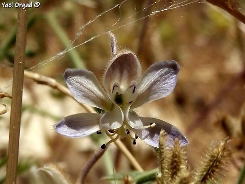 Consolida incana small and delicate Consolida incana,Geotagged,Israel,Spring