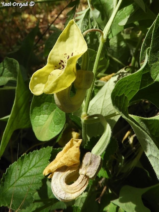 Aristolochia paecilantha  Aristolochia paecilantha,Geotagged,Israel,Party-colored birthwort,Spring
