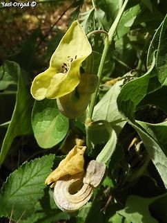 Aristolochia paecilantha  Aristolochia paecilantha,Geotagged,Israel,Party-colored birthwort,Spring