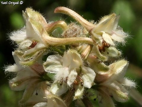Delphinium ithaburense  Delphinium ithaburense,Geotagged,Israel,Mount Tabor Larkspur,Spring