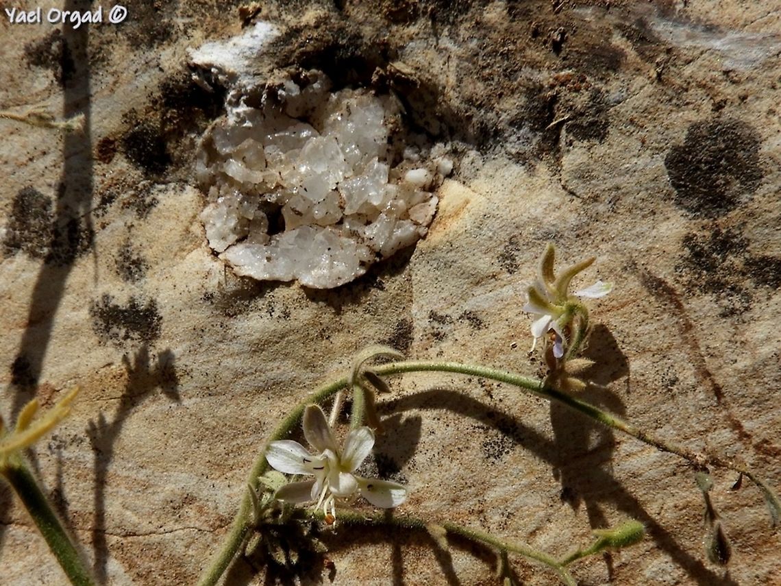 Consolida incana and quartz in the rock  Consolida incana,Geotagged,Israel,Spring