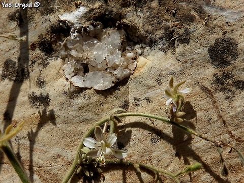 Consolida incana and quartz in the rock  Consolida incana,Geotagged,Israel,Spring