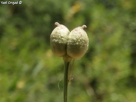 it's not really a rude image. it's just the fruit of Garidella unguicularis  Garidella unguicularis,Geotagged,Israel,Spring