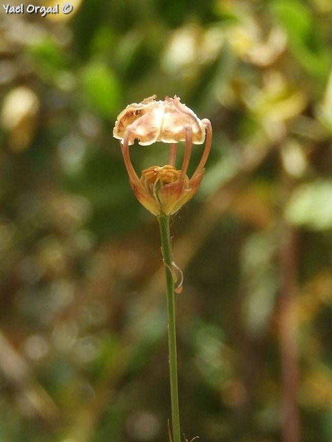 Garidella unguicularis  Garidella unguicularis,Geotagged,Israel,Spring