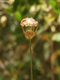 Garidella unguicularis  Garidella unguicularis,Geotagged,Israel,Spring