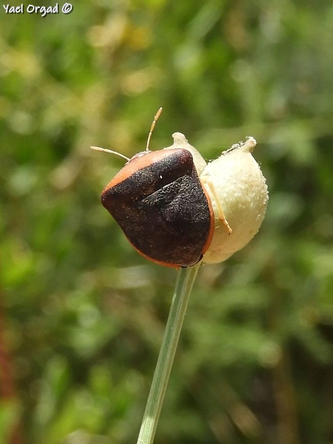 a bug from the Pentatomidae family enjoying the fruit of Garidella unguicularis<br />
I don&#039;t have an exact ID yet...  Garidella unguicularis,Geotagged,Israel,Pentatomidae,Spring