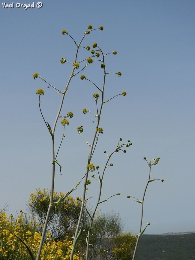 Ferula tingitana grows mainly on cliffs Ferula tingitana,Geotagged,Giant Tangier Fennel,Israel,Spring