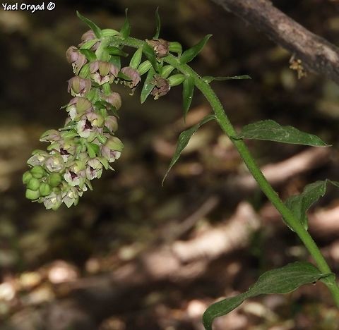 Epipactis helleborine  Broad-leaved Helleborine,Epipactis helleborine,Geotagged,Israel,Spring