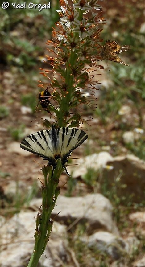 the odd trio Scarce Swallowtail (Iphiclides podalirius), Bumblebee and a Painted Lady (Vanessa cardui) enjoying the nectar of Eremurus spectabilis. <br />
note that they go to the withered flowers. the Eremurus is doing an IQ test to its pollinators: the open flowers are young with no pollen or nectar. only the withered flowers have those. and only bees and butterflies are smart enough to understand this. the flies go somewhere else.  Eremurus spectabilis,Geotagged,Spring