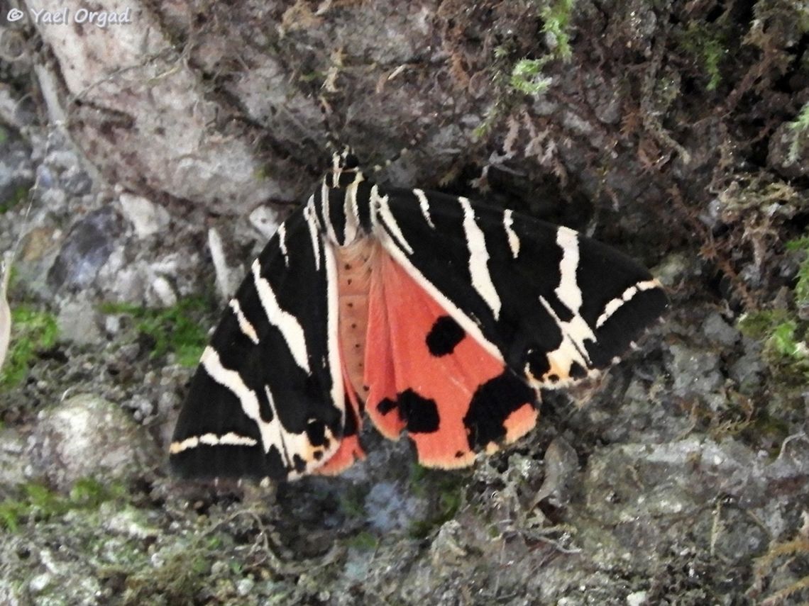Euplagia quadripunctaria a single Euplagia quadripunctaria just before he closed his wings  Euplagia quadripunctaria,Geotagged,Greece,Jersey Tiger,Rhodes,Summer