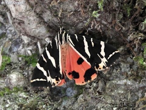 Euplagia quadripunctaria a single Euplagia quadripunctaria just before he closed his wings  Euplagia quadripunctaria,Geotagged,Greece,Jersey Tiger,Rhodes,Summer