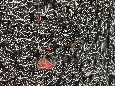 Euplagia quadripunctaria in the valley of the butterflies, between July and September - there are thousands of butterflies, and it is amazing to walk this trail.  Euplagia quadripunctaria,Geotagged,Greece,Jersey Tiger,Summer