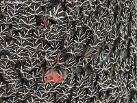 Euplagia quadripunctaria in the valley of the butterflies, between July and September - there are thousands of butterflies, and it is amazing to walk this trail.  Euplagia quadripunctaria,Geotagged,Greece,Jersey Tiger,Summer