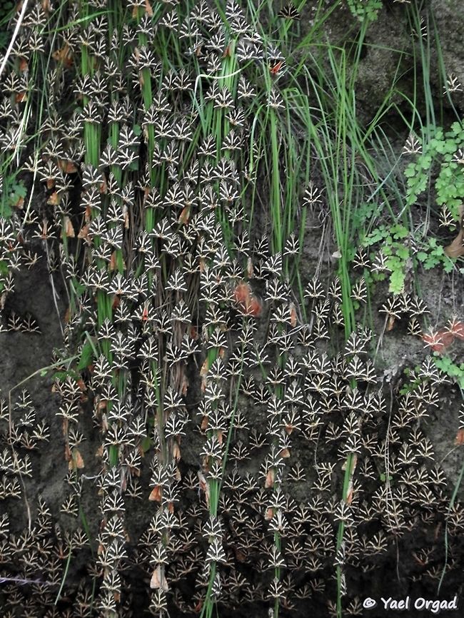 Euplagia quadripunctaria thousands of moths in &quot;the valley of the butterflies&quot; in Rhodes Euplagia quadripunctaria,Geotagged,Greece,Jersey Tiger,Rhodes,Summer