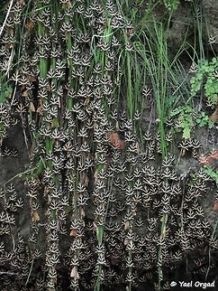 Euplagia quadripunctaria thousands of moths in "the valley of the butterflies" in Rhodes Euplagia quadripunctaria,Geotagged,Greece,Jersey Tiger,Rhodes,Summer
