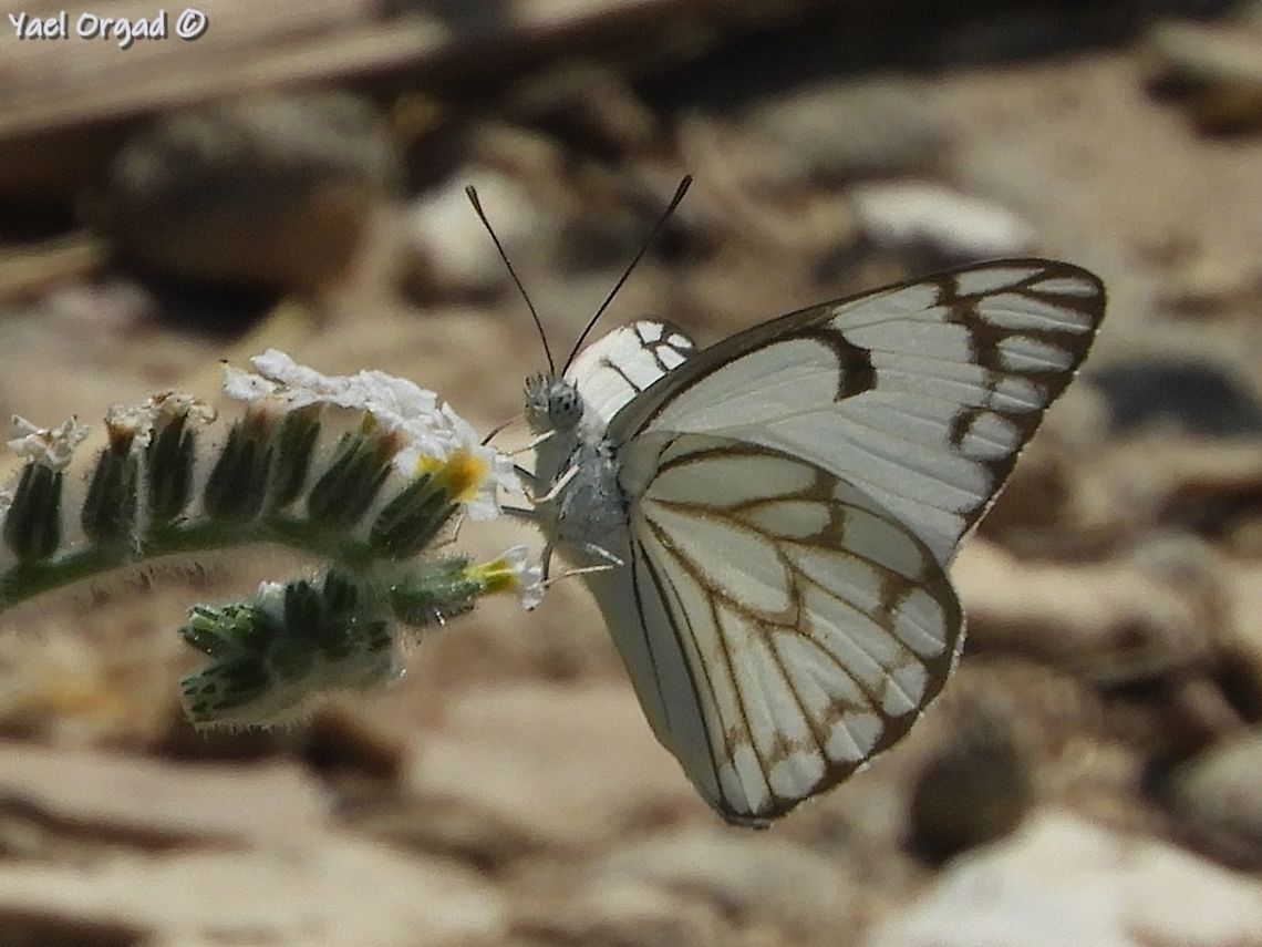 Anaphaeis aurota on Heliotropium hirsutissimum  Belenois aurota,Geotagged,Israel,Pioneer white,Summer