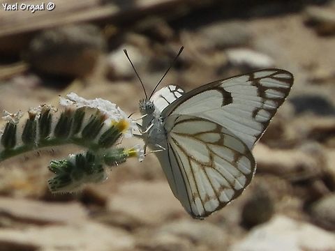 Anaphaeis aurota on Heliotropium hirsutissimum  Belenois aurota,Geotagged,Israel,Pioneer white,Summer