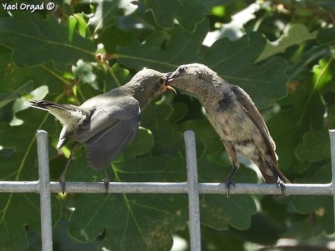 mother sunbird (on the right) feeding her young Cinnyris osea  Cinnyris osea,Geotagged,Israel,Palestine sunbird,Summer