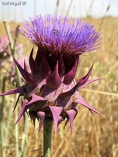 Cynara syriaca  Cynara syriaca,Geotagged,Israel,Summer,Syrian Wild Artichoke