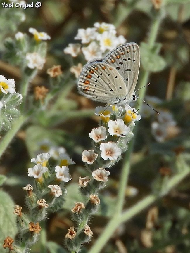 Polyommatus icarus on Heliotropium hirsutissimum  Common Blue,Geotagged,Israel,Polyommatus icarus,Summer