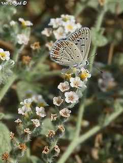 Polyommatus icarus on Heliotropium hirsutissimum  Common Blue,Geotagged,Israel,Polyommatus icarus,Summer