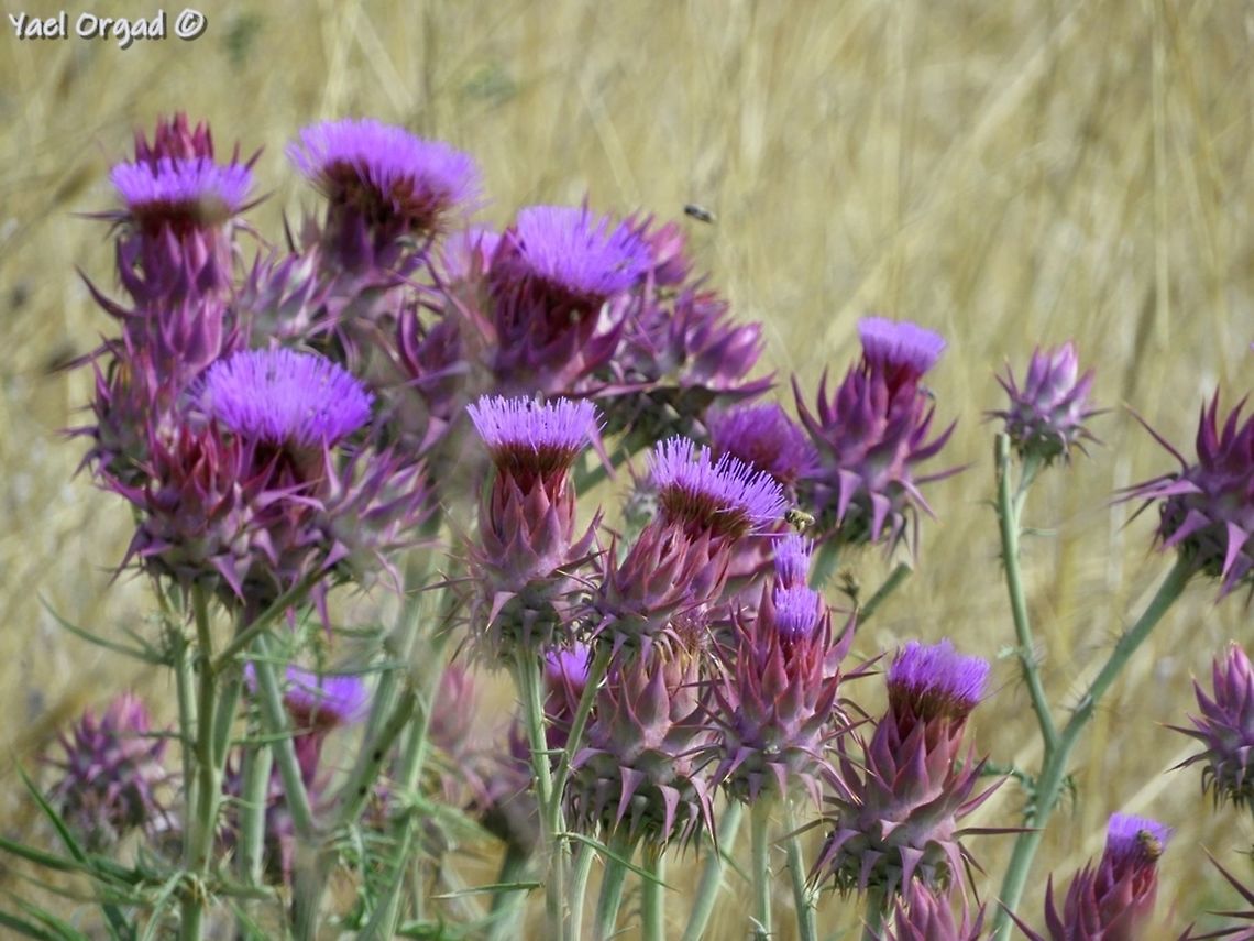 Cynara syriaca  Cynara syriaca,Geotagged,Israel,Summer,Syrian Wild Artichoke