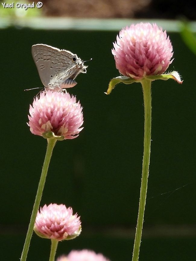 Deudorix livia in the Jerusalem Botanical Garden. <br />
this butterfly lay its eggs on Pomegranate trees, so it's considered pests. but in the Botanical Garden I can simply enjoy its beauty.  Deudorix livia,Geotagged,Israel