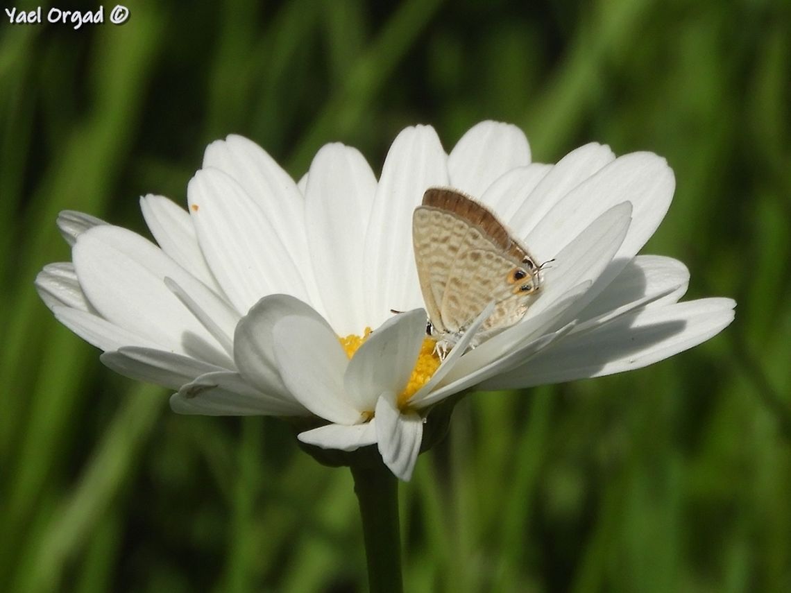 Leptotes pirithous enjoying Leucanthemum &times; superbum many butterflies in the Jerusalem Botanical gardens.  Geotagged,Israel,Jerusalem Botanical Garden,Leptotes pirithous,Leptotes_pirithous,Leucanthemum &times; superbum,Summer