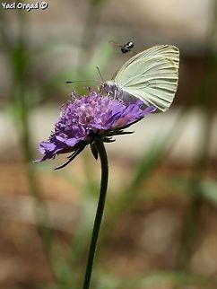 Pieris rapae on Scabiosa columbaria and a little bee coming from behind Geotagged,Israel,Pieris rapae,Small White,Summer