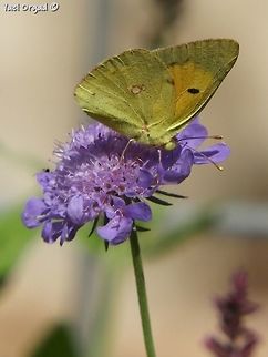 Colias croceus on Scabiosa columbaria  Clouded yellow,Colias croceus,Geotagged,Israel,Summer