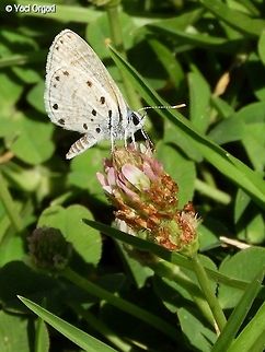 Azanus jesous on a clover  African babul blue,Azanus jesous,Geotagged,Israel,Summer