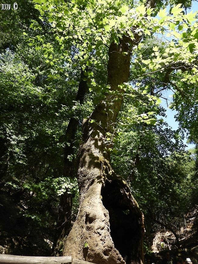 Liquidambar orientalis beautiful trees Geotagged,Greece,Liquidambar orientalis,Oriental Sweetgum,Rhodes,Summer