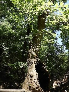 Liquidambar orientalis beautiful trees Geotagged,Greece,Liquidambar orientalis,Oriental Sweetgum,Rhodes,Summer
