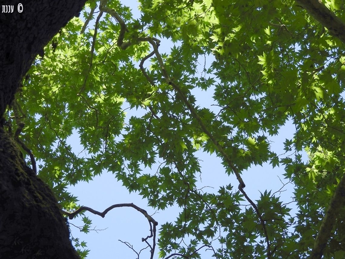 wonderful canopy of Liquidambar orientalis  Geotagged,Greece,Liquidambar orientalis,Oriental Sweetgum,Rhodes,Summer