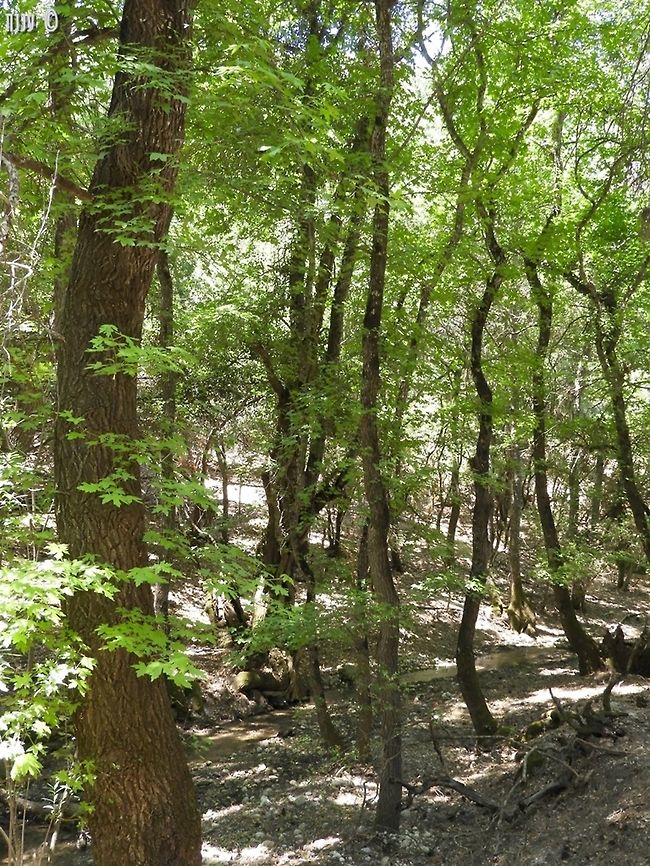 the Valley of the Butterflies in Rhodes with many many Liquidambar orientalis trees<br />
and many butterflies:<br />
<figure class="photo"><a href="https://www.jungledragon.com/image/82236/euplagia_quadripunctaria.html" title="Euplagia quadripunctaria"><img src="https://s3.amazonaws.com/media.jungledragon.com/images/3519/82236_thumb.JPG?AWSAccessKeyId=05GMT0V3GWVNE7GGM1R2&Expires=1759968010&Signature=8qqEKQMFM%2BaO5XUOLqWqf6y3jLo%3D" width="200" height="150" alt="Euplagia quadripunctaria in the valley of the butterflies, between July and September - there are thousands of butterflies, and it is amazing to walk this trail.  Euplagia quadripunctaria,Geotagged,Greece,Jersey Tiger,Summer" /></a></figure><br />
<figure class="photo"><a href="https://www.jungledragon.com/image/82237/euplagia_quadripunctaria.html" title="Euplagia quadripunctaria"><img src="https://s3.amazonaws.com/media.jungledragon.com/images/3519/82237_thumb.JPG?AWSAccessKeyId=05GMT0V3GWVNE7GGM1R2&Expires=1759968010&Signature=woEHhD%2FbpFBOrMtxS%2FNFTU3lD7E%3D" width="114" height="152" alt="Euplagia quadripunctaria thousands of moths in &quot;the valley of the butterflies&quot; in Rhodes Euplagia quadripunctaria,Geotagged,Greece,Jersey Tiger,Rhodes,Summer" /></a></figure> Geotagged,Greece,Liquidambar orientalis,Oriental Sweetgum,Rhodes,Summer