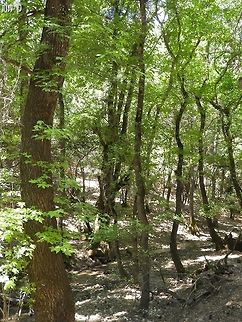 the Valley of the Butterflies in Rhodes with many many Liquidambar orientalis trees
and many butterflies:
https://www.jungledragon.com/image/82236/euplagia_quadripunctaria.html
https://www.jungledragon.com/image/82237/euplagia_quadripunctaria.html Geotagged,Greece,Liquidambar orientalis,Oriental Sweetgum,Rhodes,Summer