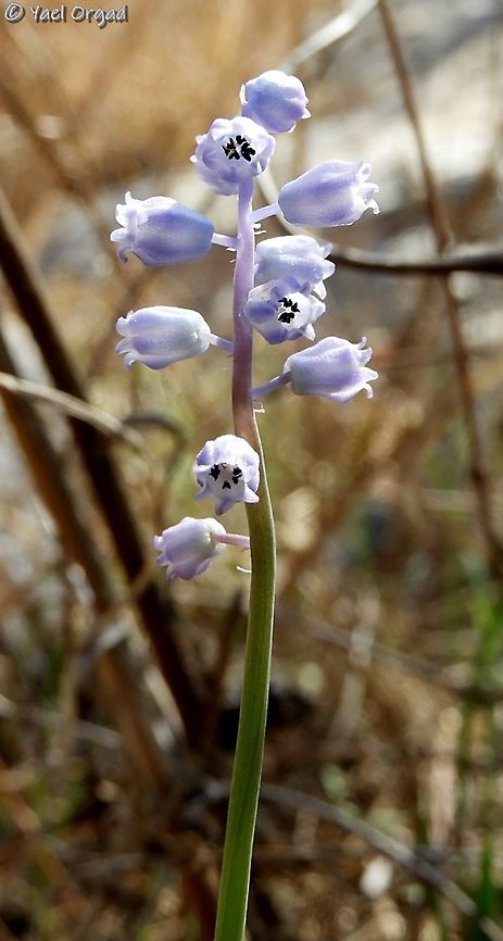 Muscari parviflorum  Autumn Grape-Hyacinth,Fall,Geotagged,Israel,Muscari,Muscari parviflorum