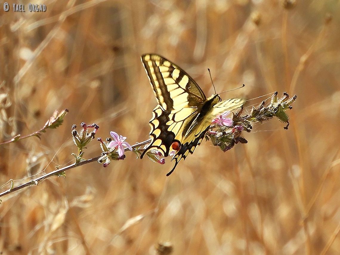 Papilio machaon on Plumbago europaea  Fall,Geotagged,Israel,Old World swallowtail,Papilio machaon,Plumbago europaea