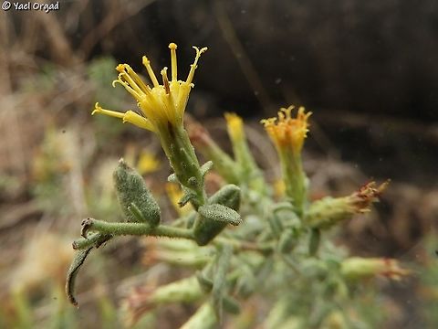 Chiliadenus iphionoides  Chiliadenus iphionoides,Fall,Geotagged,Israel