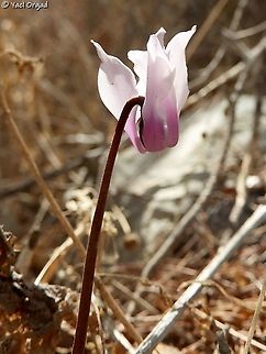 Cyclamen persicum var. autumnale the autumn variant that blooms before the leaves sprout and before the rain.  Cyclamen persicum,Fall,Geotagged,Israel,Persian cyclamen