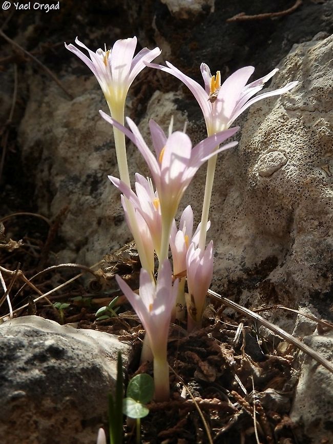 Colchicum stevenii  Colchicum  stevenii,Fall,Geotagged,Israel,Steven's meadow saffron