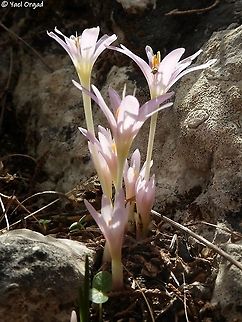 Colchicum stevenii  Colchicum  stevenii,Fall,Geotagged,Israel,Steven's meadow saffron